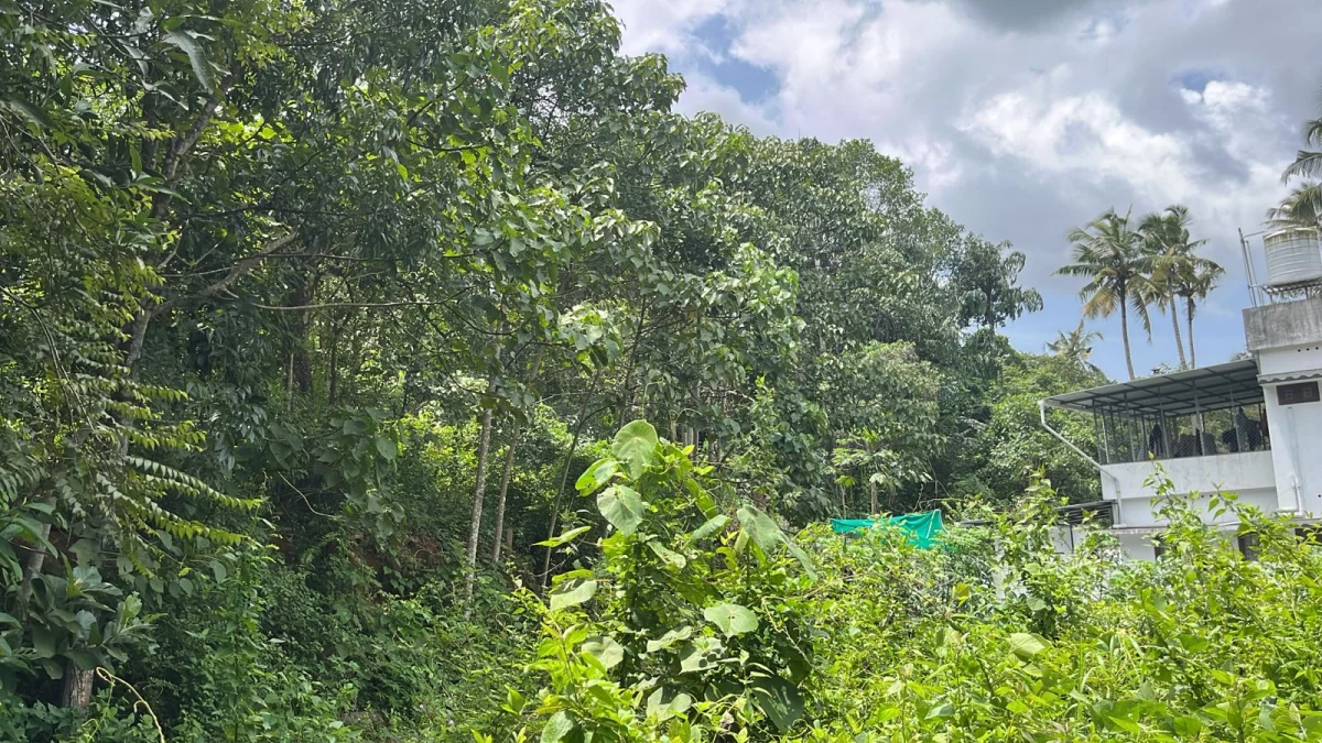 Agricultural Land 87 cents for sale at Perumpuzha Kundara in Perumpuzha